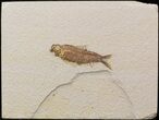 Bargain Knightia Fossil Fish - Wyoming #39675-1